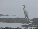 Great Blue Heron in the fog 19c.jpg