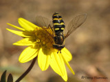 Eupeodes americanus (tentative) - Flower fly A1b.jpg