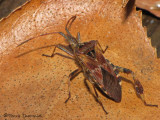 Leptoglossus occidentalis - Western Conifer Seed Bug 3b.jpg