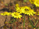 Gold Star - Crocidium multicaule 2b.jpg