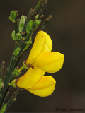 Scotch Broom - Cytisus scoparius 2c.jpg