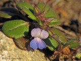 Small-flowered Blue-eyed Mary - Collinsia parviflora 1b.jpg