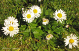 English Daisy - Bellis perennis 1b.jpg