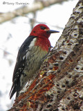 Red-breasted Sapsucker 1a.jpg