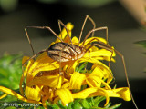 Harvestman B1a.jpg