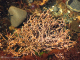 Branching Coralline Algae 1a.jpg