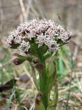 Coltsfoot - Petasites frigidus 1.JPG