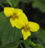 Yellow Wood Violet - Viola glabella 1a.jpg