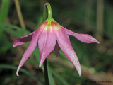 Pink Fawn Lily - Erythronium revolutum 5a.jpg