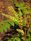 Oregon Grape - Mahonia nervosa 1a.jpg