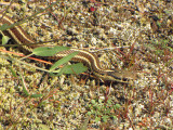 Northwestern Garter Snake 2a.jpg