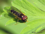 Platycheirus sp. - Flower fly A1a.jpg