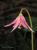 Pink Fawn Lily - Erythronium revolutum 6a.jpg