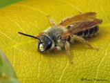 Andrena sp. - Andrenid bee C1a.jpg