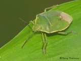 Chlorochroa sp. - Green Stink Bug A1a.jpg
