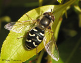 Scaeva pyrastri - Flower Fly 1a.jpg