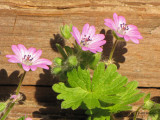 Doves Foot Geranium - Geranium molle 2a.jpg