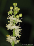False Lily-of-the-valley - Maianthemum dilatatum 1a.jpg