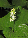 False Lily-of-the-valley - Maianthemum dilatatum 3a.jpg