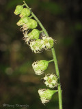 Fringecup - Tellima grandiflora 1a.jpg