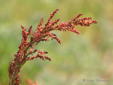 Sheep Sorrel - Rumex acetosella 1a.jpg