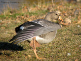Greater White-fronted Goose juvenile 2a.jpg