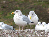 Herring Gulls winter plumage 2a.jpg