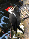 Pileated Woodpecker 18a.jpg