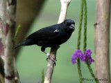 White-lined Tanager 1a - RN.jpg