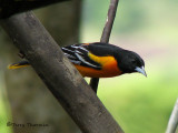 Baltimore Oriole 4a - RN.jpg