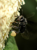 Stingless bee B3a - RN.jpg