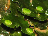 Thalloid liverwort with sporophytes A1a - RN.jpg