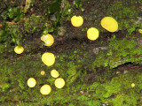 Lemon Drops - Bisporella citrina 1a - RN.jpg