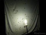 Moth light 1a - RN.jpg