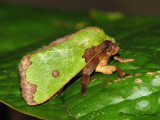 Parasa sp. - Slug Moth C2a - RN.jpg