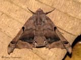 Moth F1a - RN.jpg