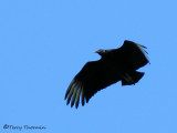 Black Vulture in flight 6a - Sav.jpg