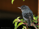 Slaty Flowerpiercer 1a - Sav.jpg