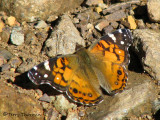 American Painted Lady - Vanessa virginiensis 3a - Sav.jpg