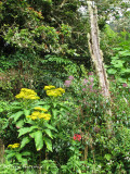 Forest edge vegetation 1 - Sav.JPG