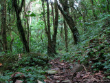 Forest 1 - Sav.JPG