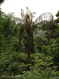 Tree fern 1a - Sav.jpg