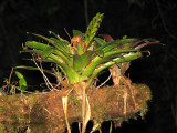 Bromeliad J1a - Sav.jpg