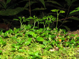 Peltate tonguefern - Elaphoglossum peltatum 1a - Sav.jpg