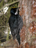 Black-backed Woodpecker 2a.jpg