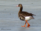 Greater White-fronted Goose 1b.jpg