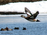 American Wigeon in flight 2a.jpg