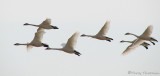 Tundra Swans in flight 1b.jpg