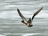 American Wigeon in flight 6a.jpg