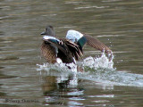 Blue-winged Teal landing 1a.jpg